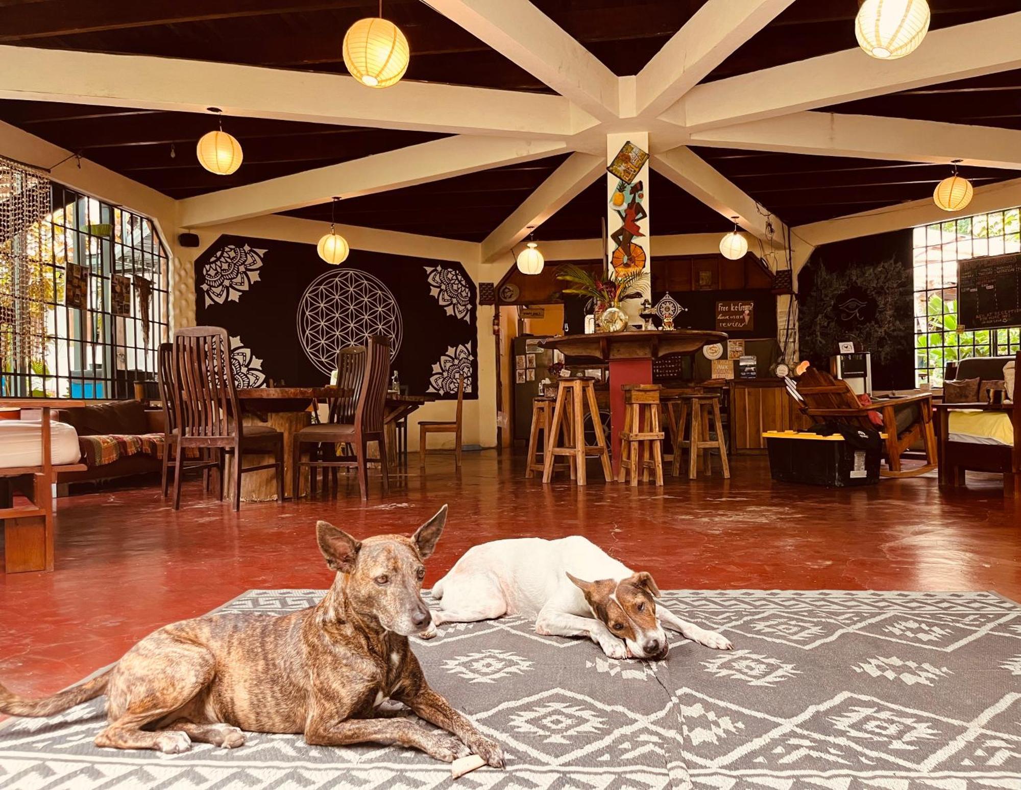 La Ruka Hostel Puerto Viejo de Talamanca Exteriör bild